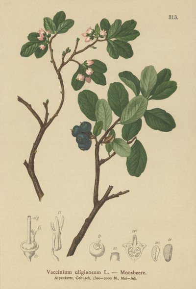 Airelle des marais (Vaccinium uliginosum) - German School